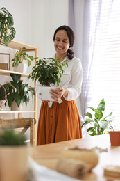 Mature woman with beautiful houseplant at home. Engaging hobby