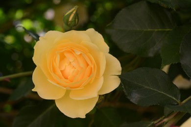 Photo of Beautiful yellow rose flower blooming outdoors, closeup