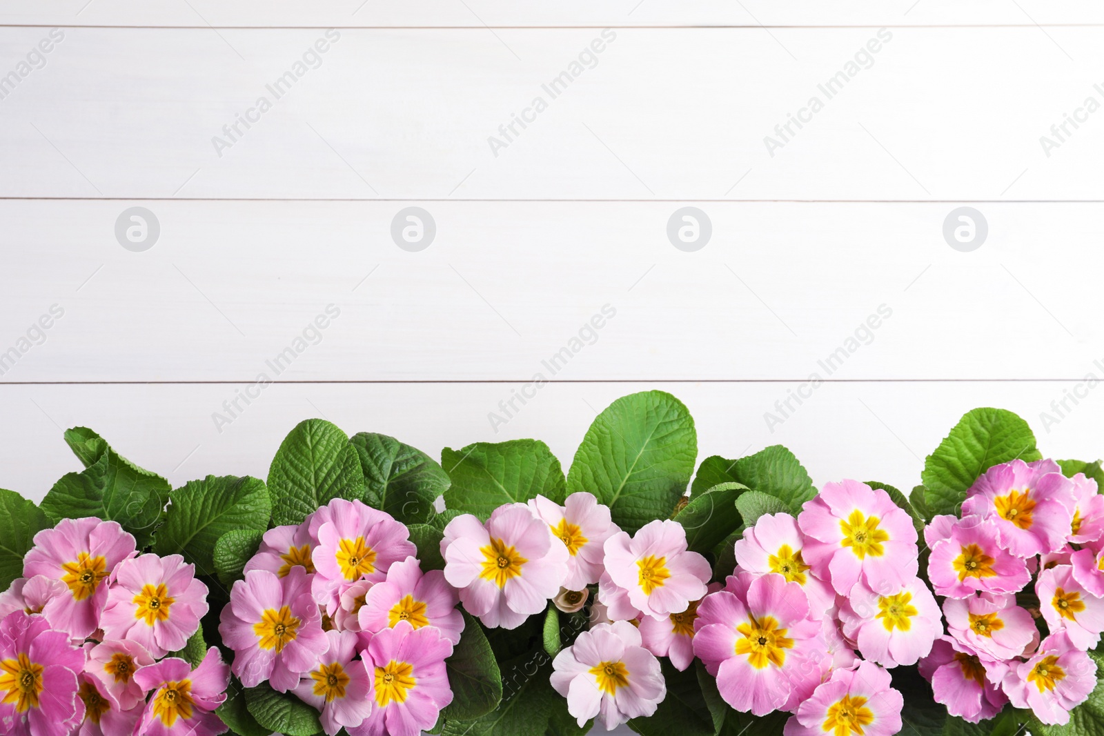 Photo of Beautiful pink primula (primrose) flowers on white wooden background, flat lay with space for text. Spring blossom