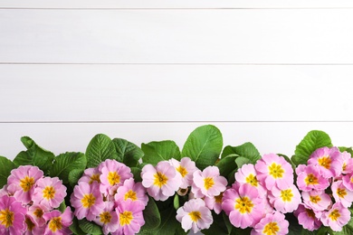 Photo of Beautiful pink primula (primrose) flowers on white wooden background, flat lay with space for text. Spring blossom