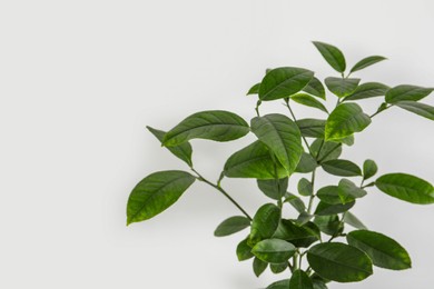 Photo of Beautiful potted lemon tree on white background, space for text. House decor