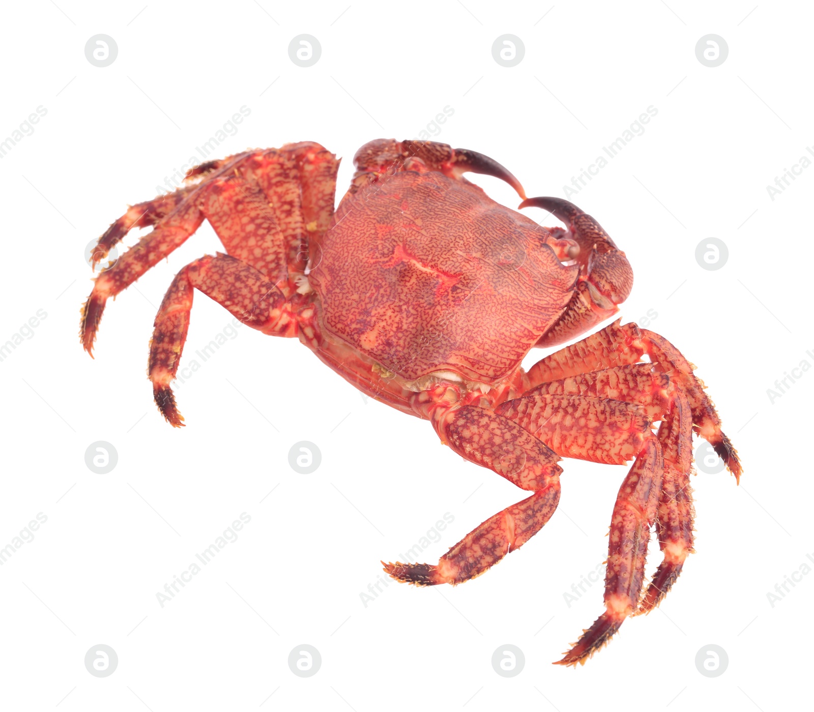 Photo of One delicious boiled crab isolated on white