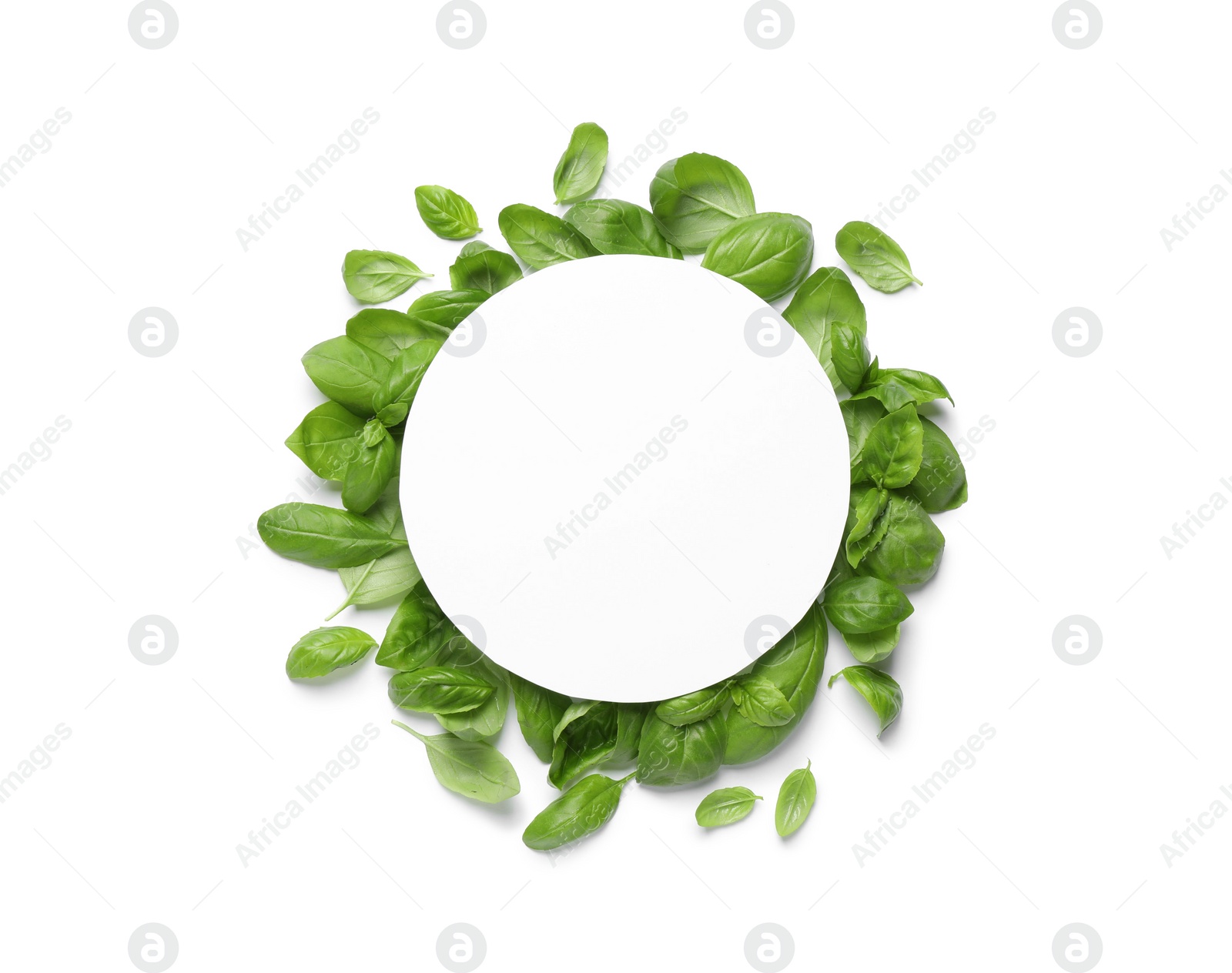 Photo of Green basil leaves and blank card on white background, top view. Space for text