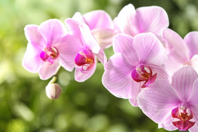 Photo of Branch of beautiful pink Phalaenopsis orchid on blurred background, closeup
