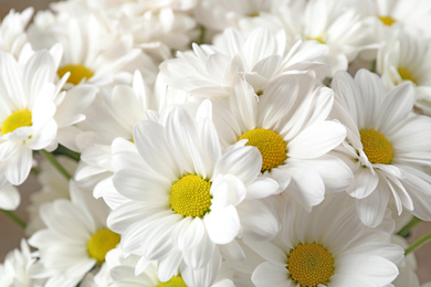 Beautiful white chrysanthemum flowers as background, closeup