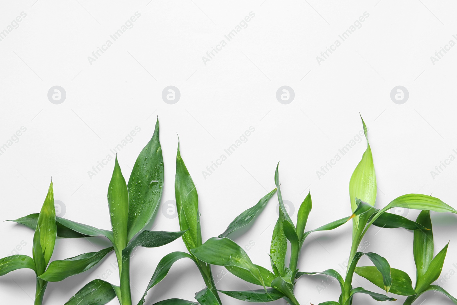 Photo of Green bamboo leaves on white background, top view