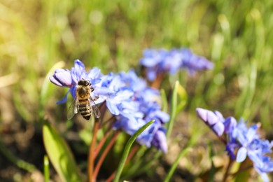 Photo of Wasp on beautiful Siberian squill flowers in garden, closeup