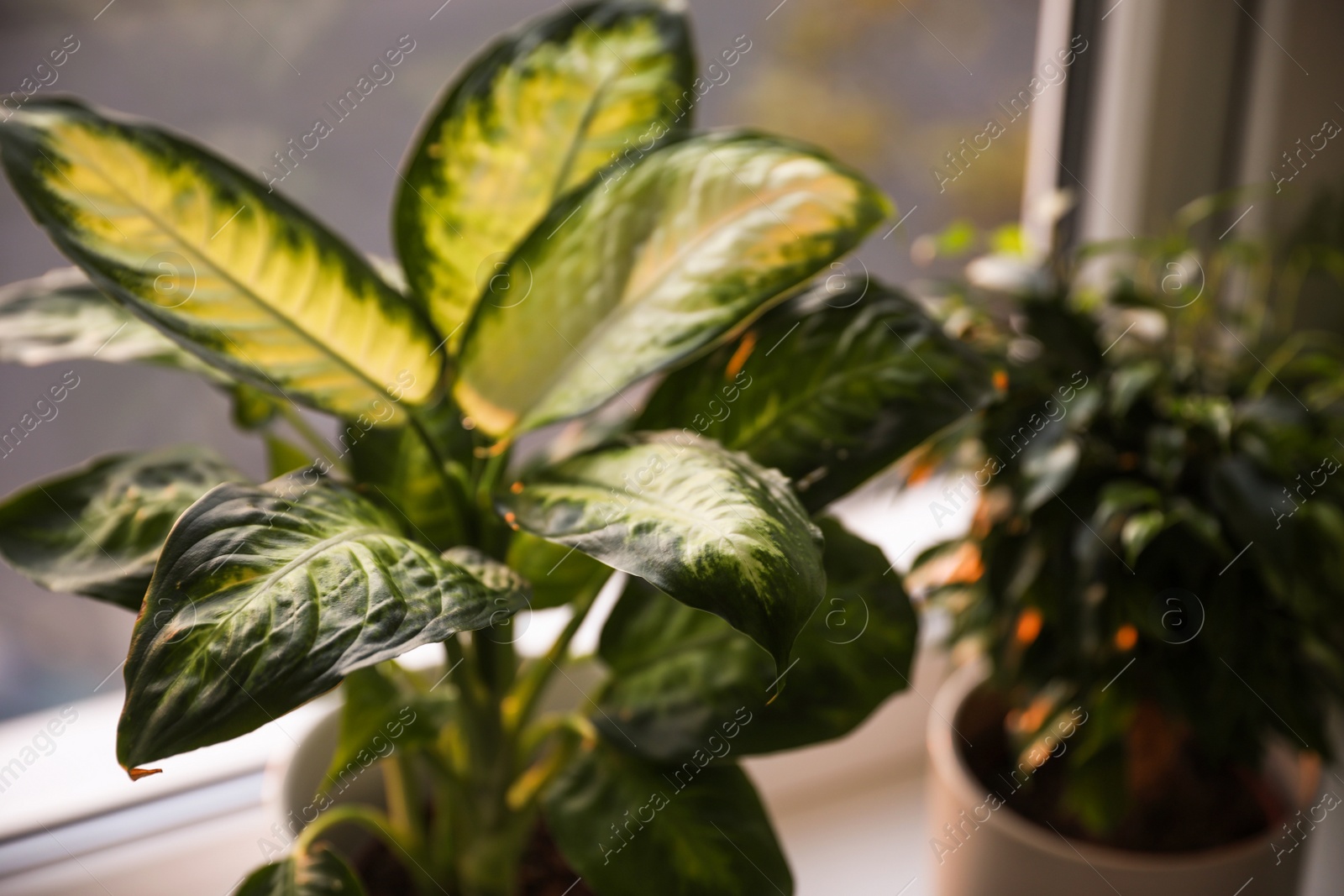 Photo of Beautiful potted plants near window at home, closeup