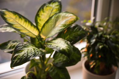 Beautiful potted plants near window at home, closeup