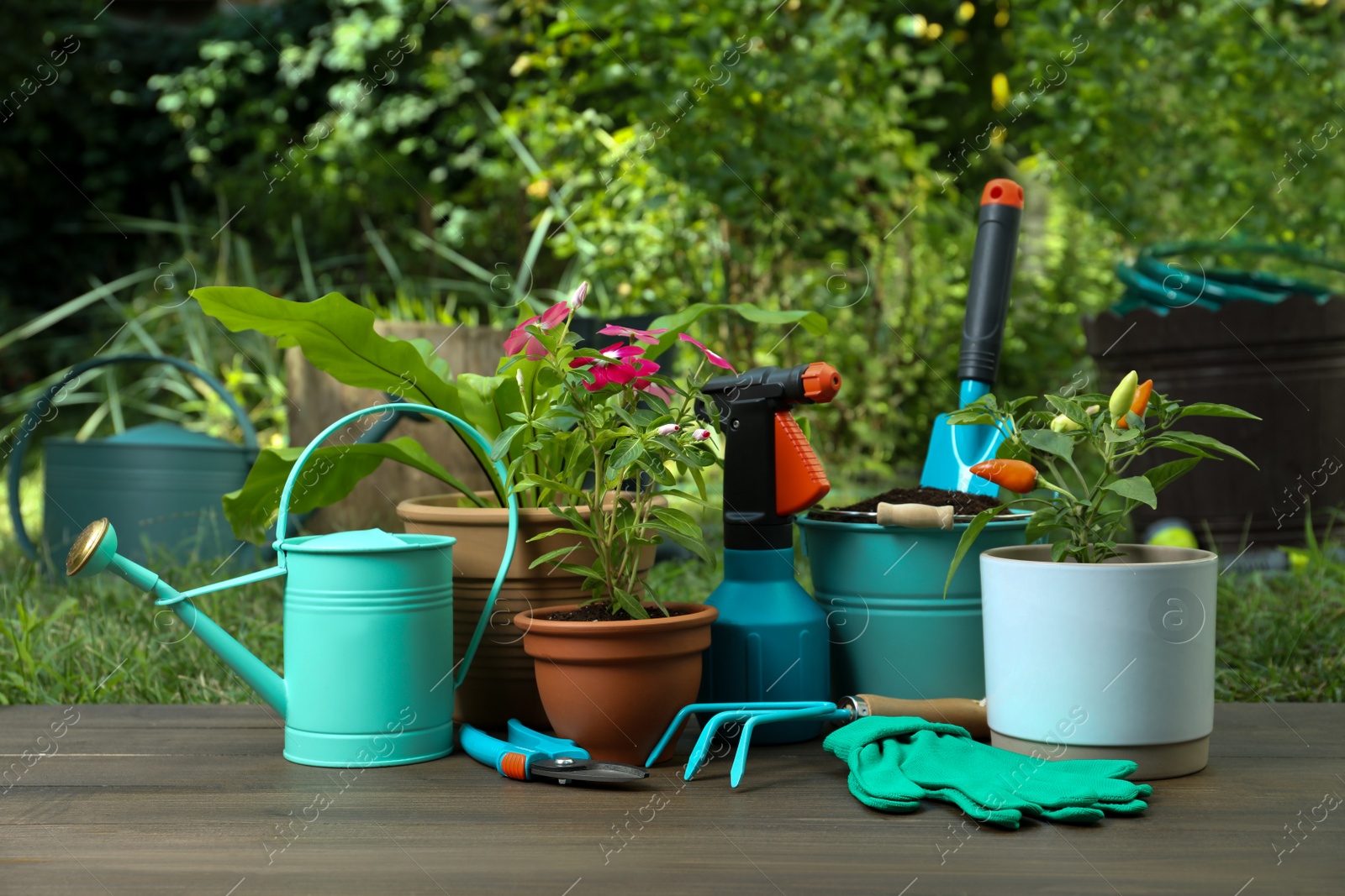 Photo of Beautiful plants and gardening tools on wooden table at backyard