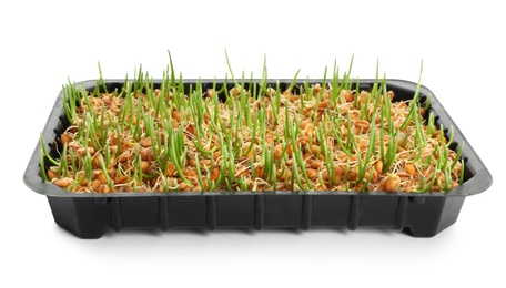 Container with sprouted wheat grass seeds on white background