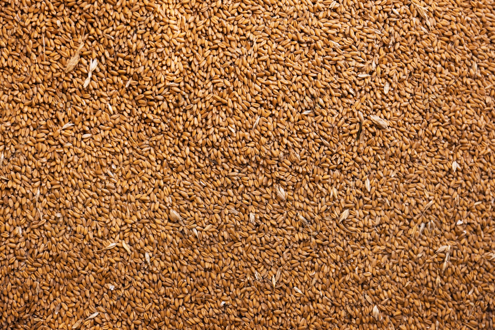 Photo of Pile of wheat grains as background, closeup view