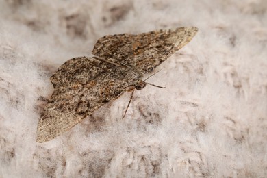 Photo of Alcis repandata moth on beige knitted sweater, closeup