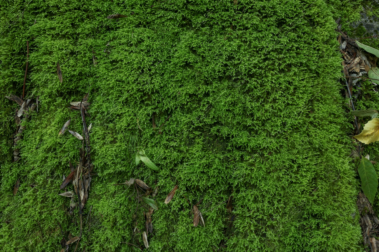 Photo of Stone wall overgrown with green moss outdoors, top view