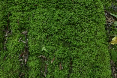 Stone wall overgrown with green moss outdoors, top view