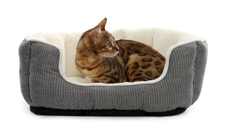 Photo of Cute Bengal cat lying on pet bed against white background