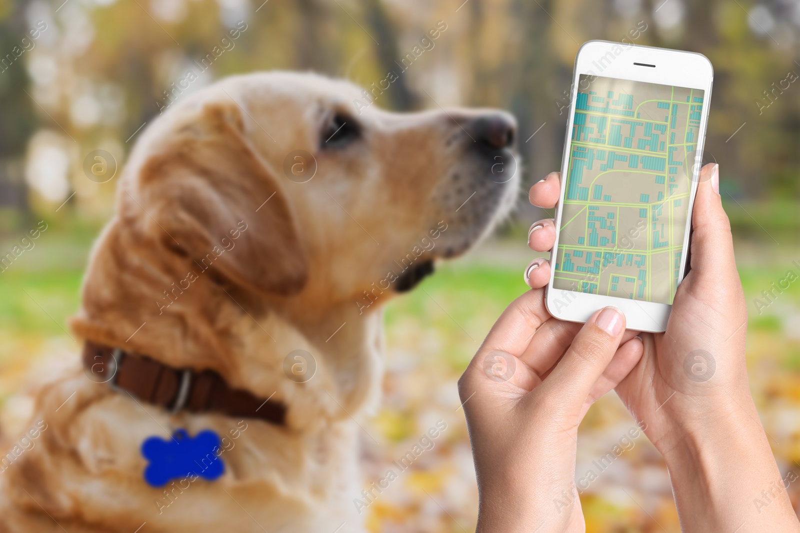Image of Application to find pet by identification chip. Woman using smartphone near dog with collar outdoors, closeup