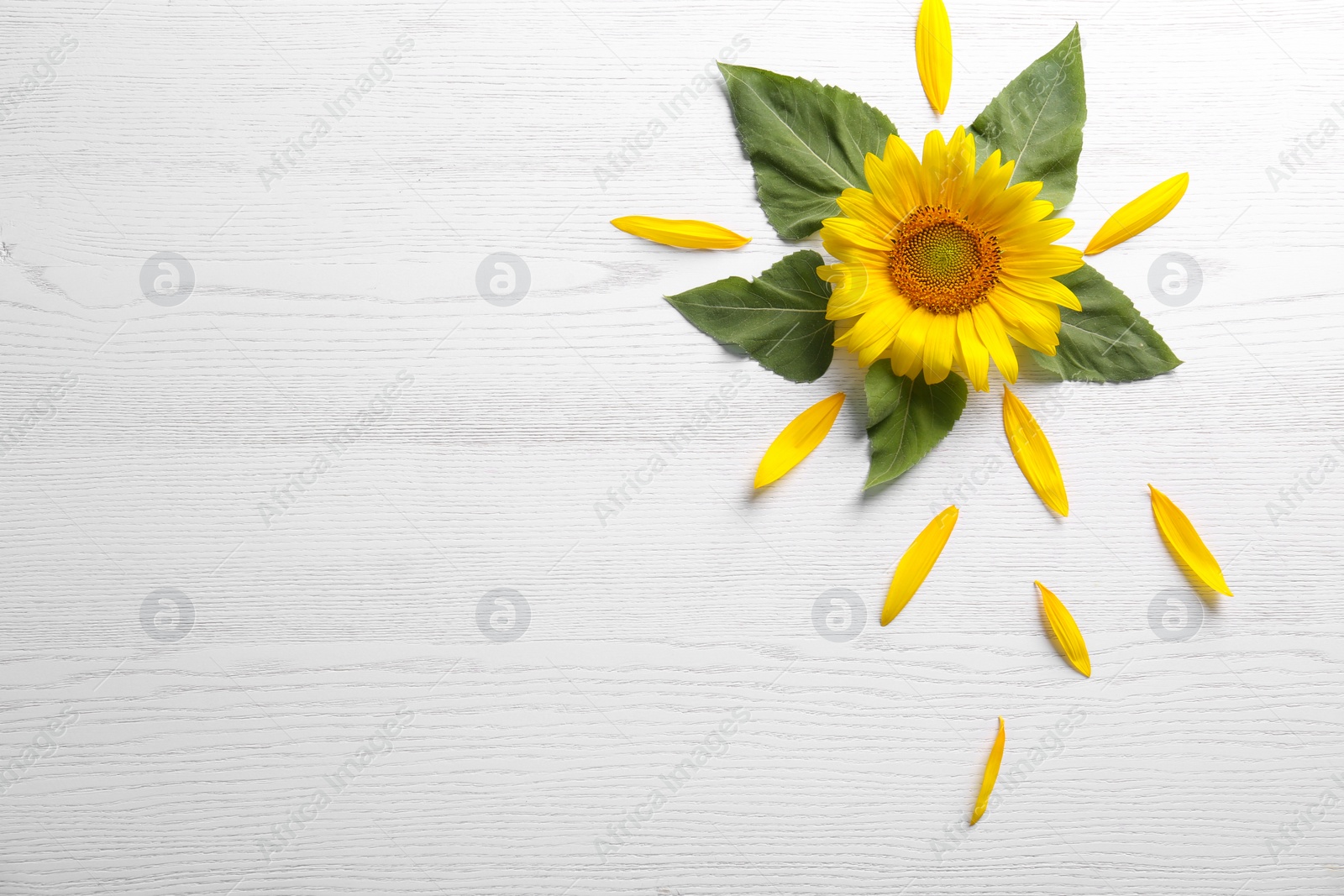 Photo of Beautiful bright sunflower and petals on white wooden background, flat lay. Space for text