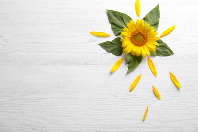 Beautiful bright sunflower and petals on white wooden background, flat lay. Space for text
