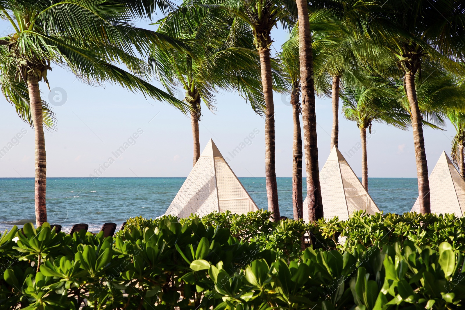 Photo of Beautiful palm trees with green leaves near sea