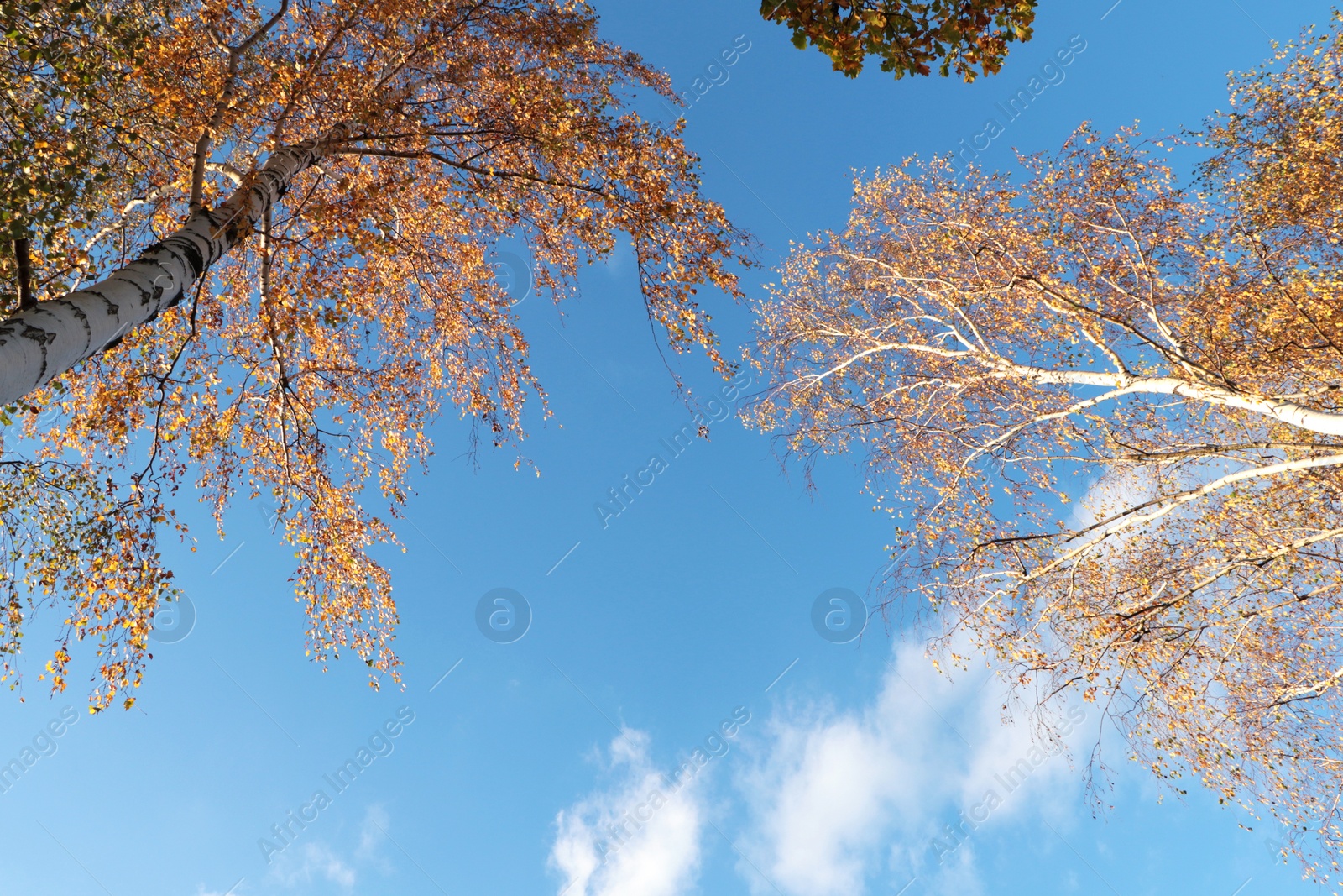 Photo of Beautiful trees with bright leaves against sky on autumn day, bottom view
