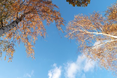 Beautiful trees with bright leaves against sky on autumn day, bottom view