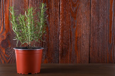 Photo of Aromatic green potted rosemary on wooden table, space for text