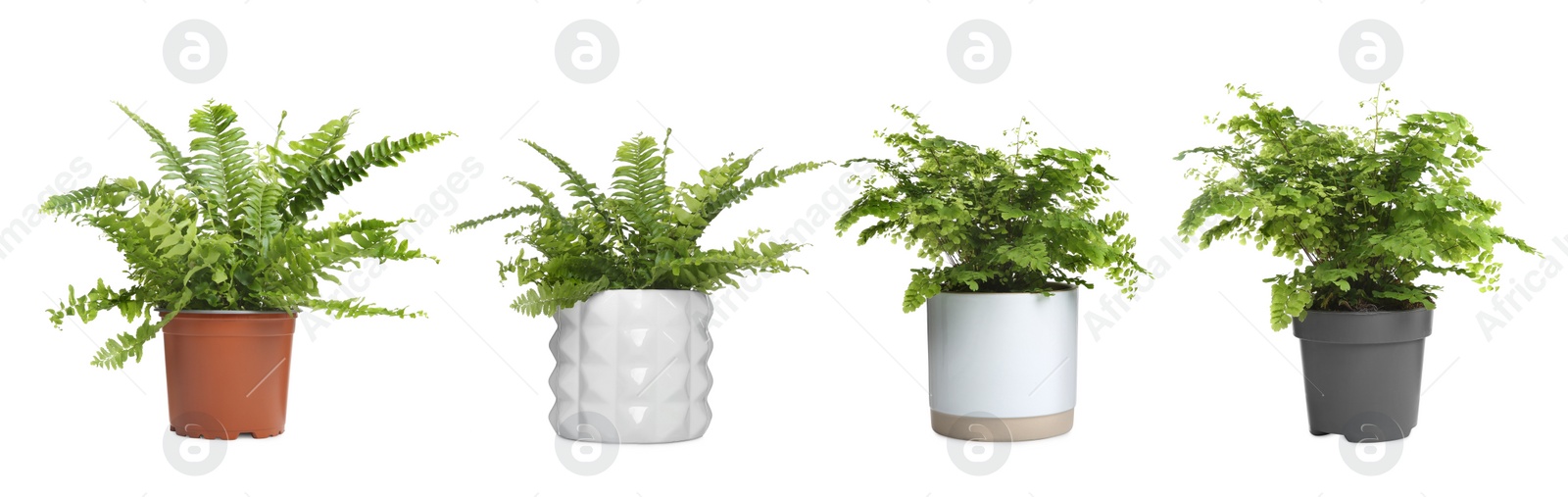 Image of Set with beautiful ferns in pots on white background. Banner design