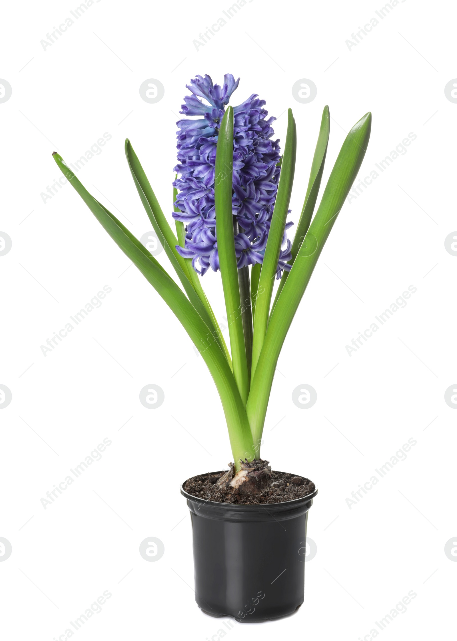 Photo of Beautiful spring hyacinth flower isolated on white