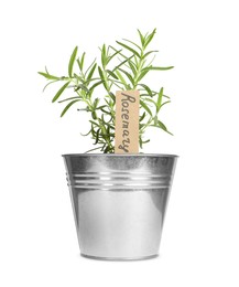 Green rosemary with tag in pot isolated on white