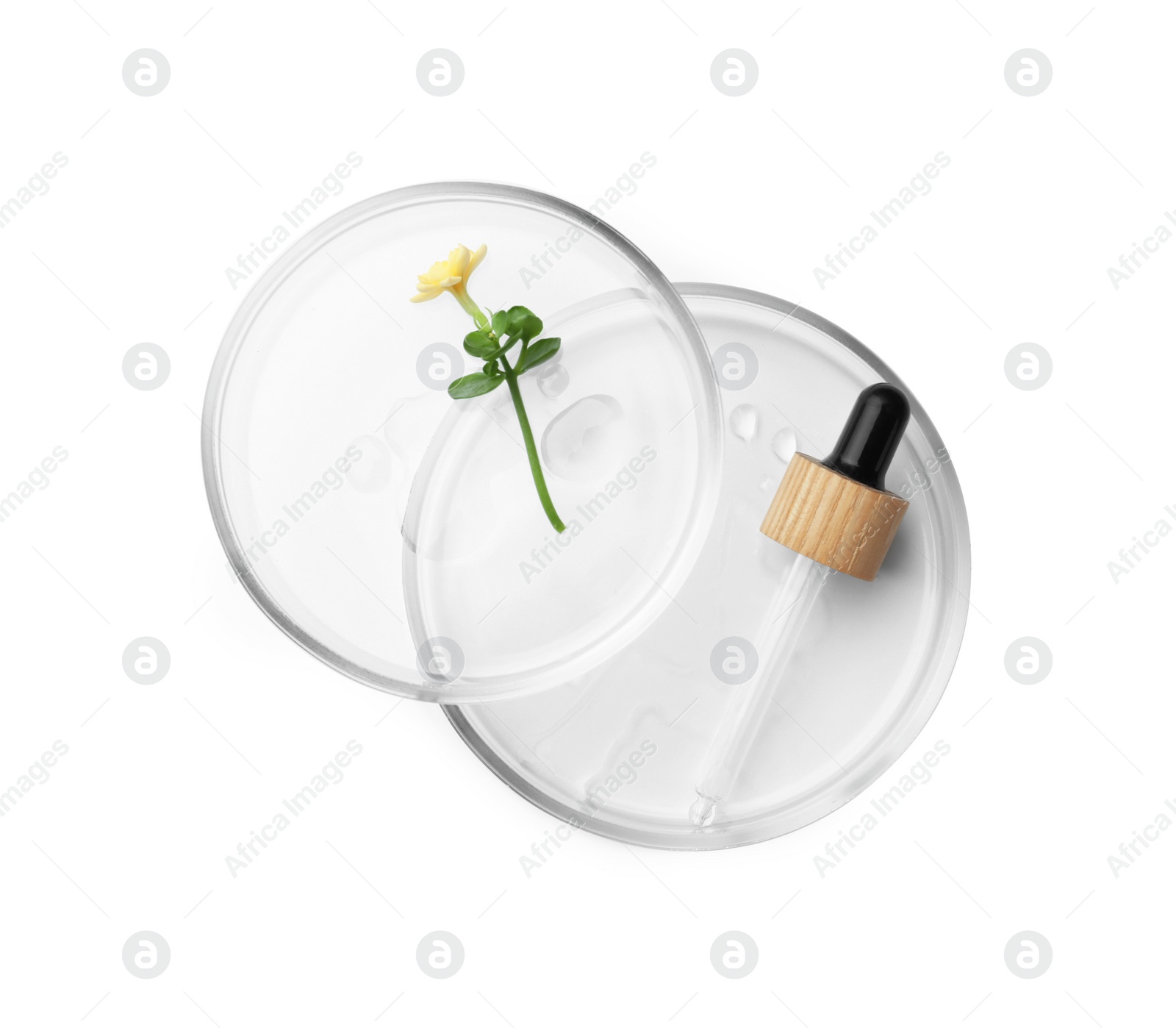 Photo of Petri dishes with cosmetic product and flower on white background, top view