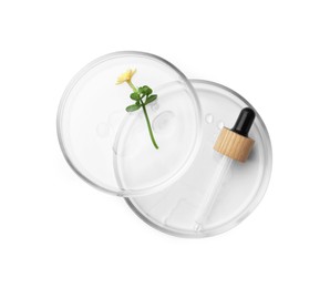 Petri dishes with cosmetic product and flower on white background, top view