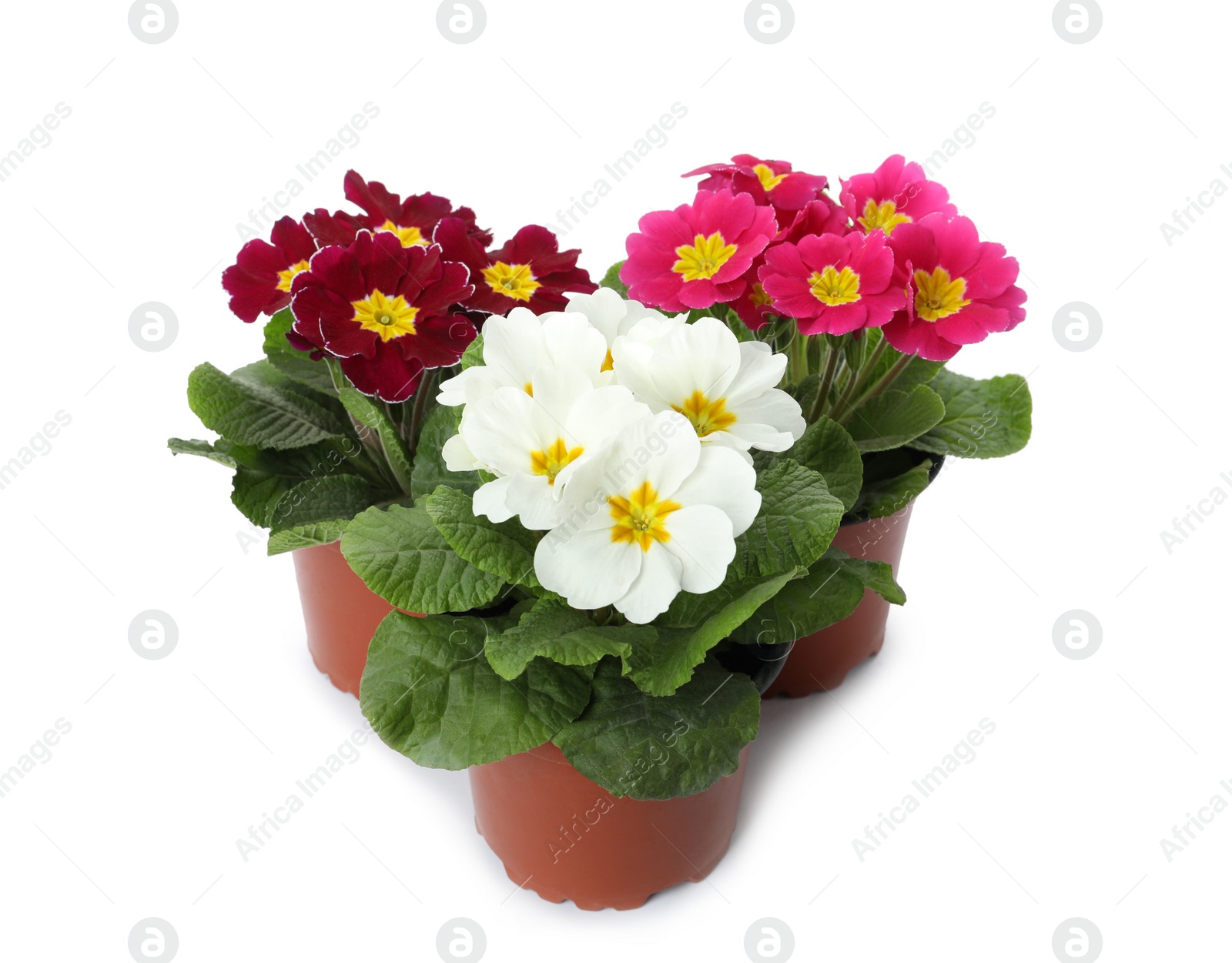 Photo of Beautiful primula (primrose) plants with colorful flowers on white background. Spring blossom