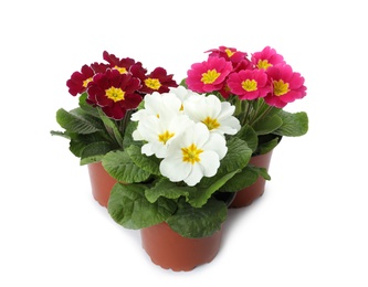 Photo of Beautiful primula (primrose) plants with colorful flowers on white background. Spring blossom