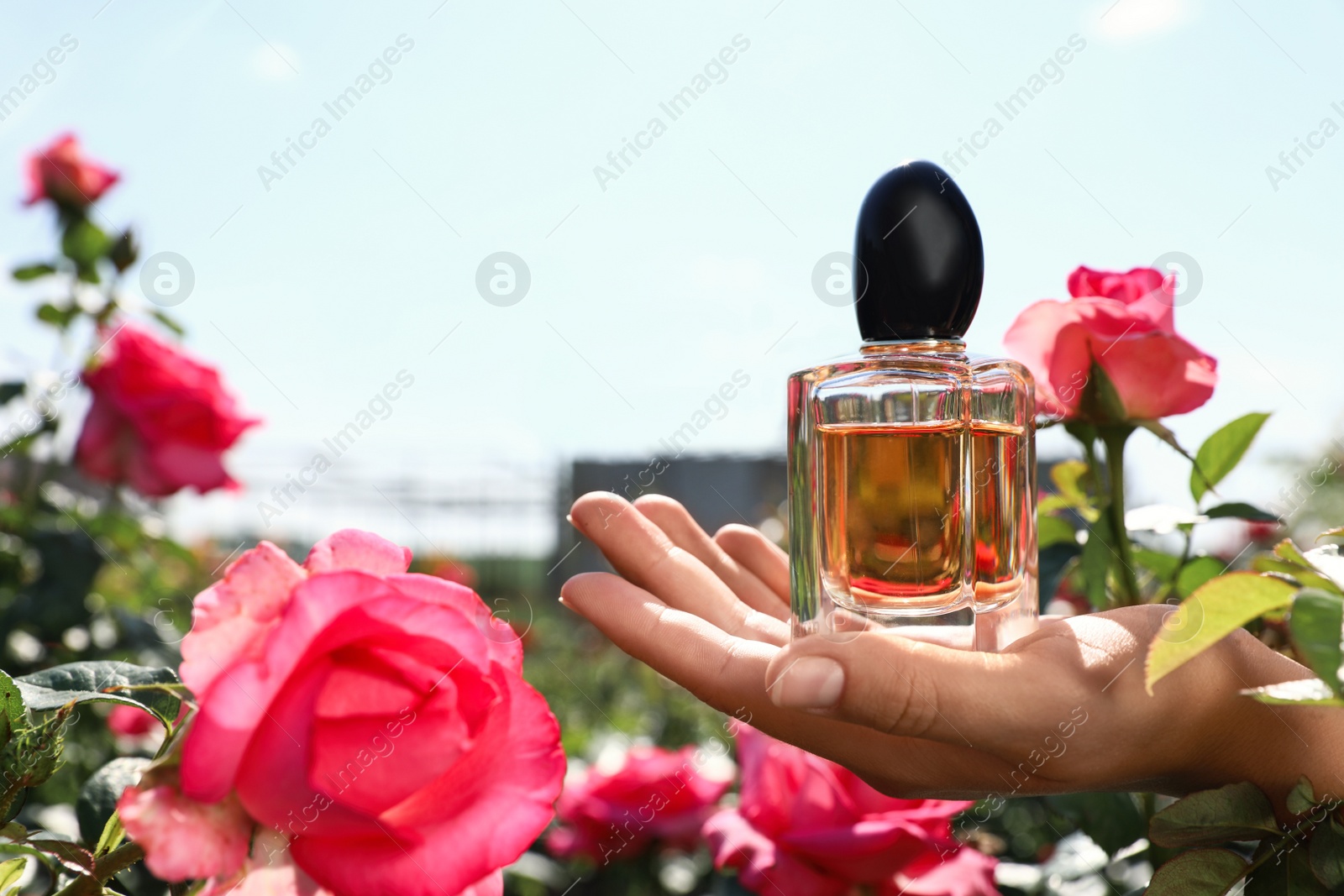 Photo of Woman holding bottle of luxury rose perfume among flowers in blooming garden, closeup. Space for text