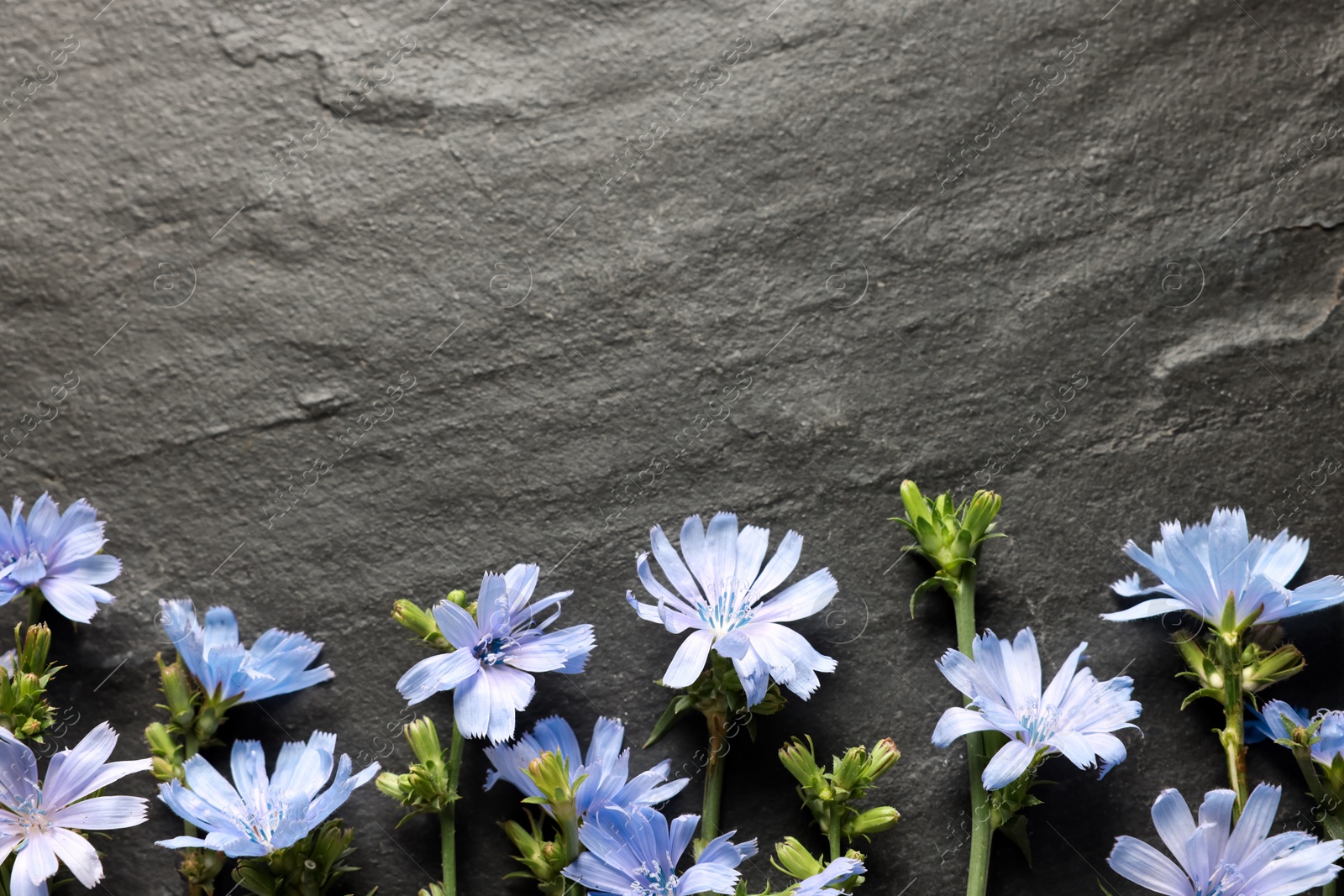 Photo of Beautiful chicory flowers on grey background, flat lay. Space for text