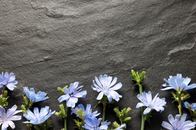 Photo of Beautiful chicory flowers on grey background, flat lay. Space for text