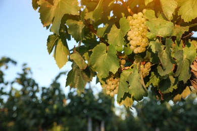 Photo of Bunch of ripe juicy grapes on branch in vineyard