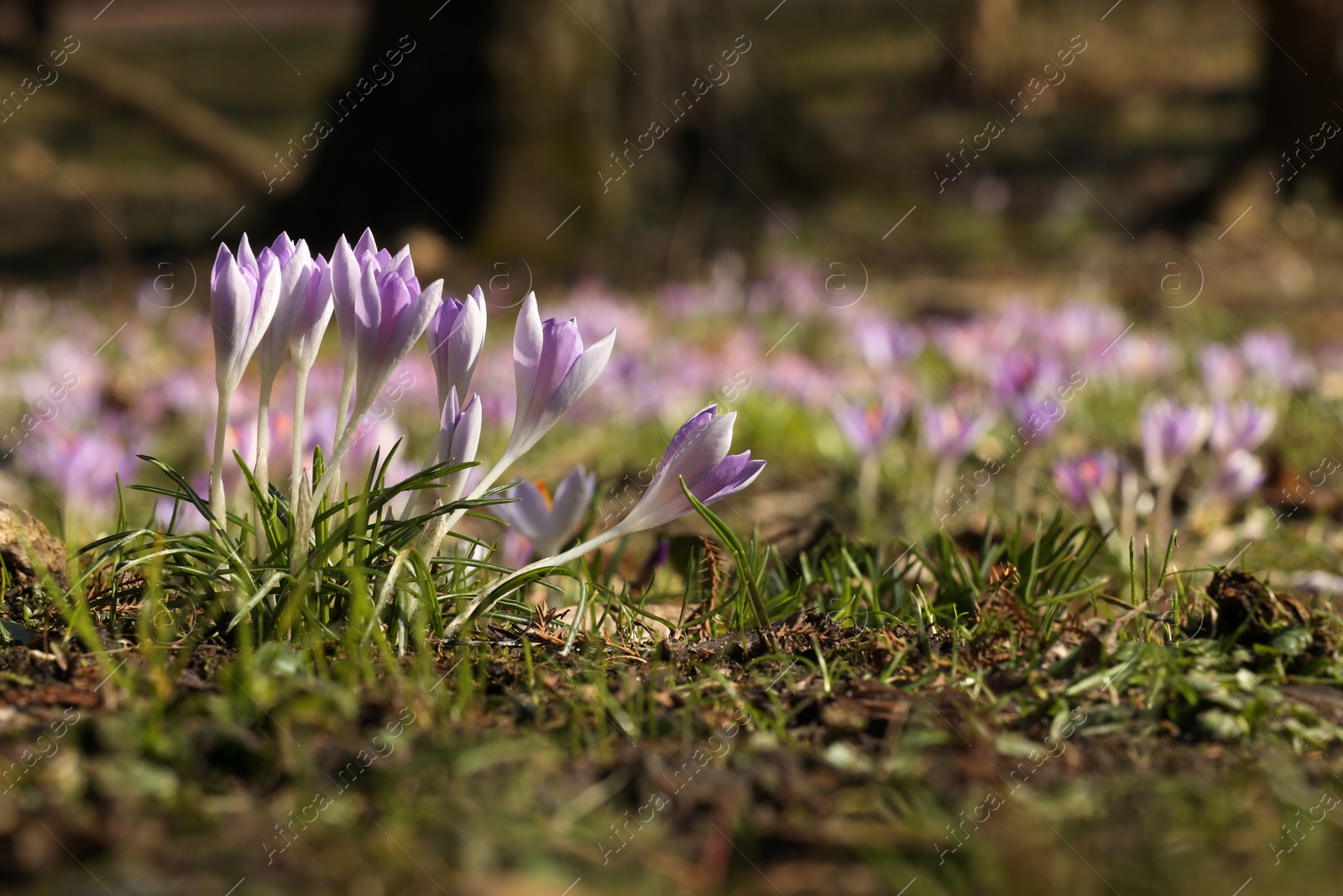 Photo of Beautiful crocus flowers growing outdoors. Space for text