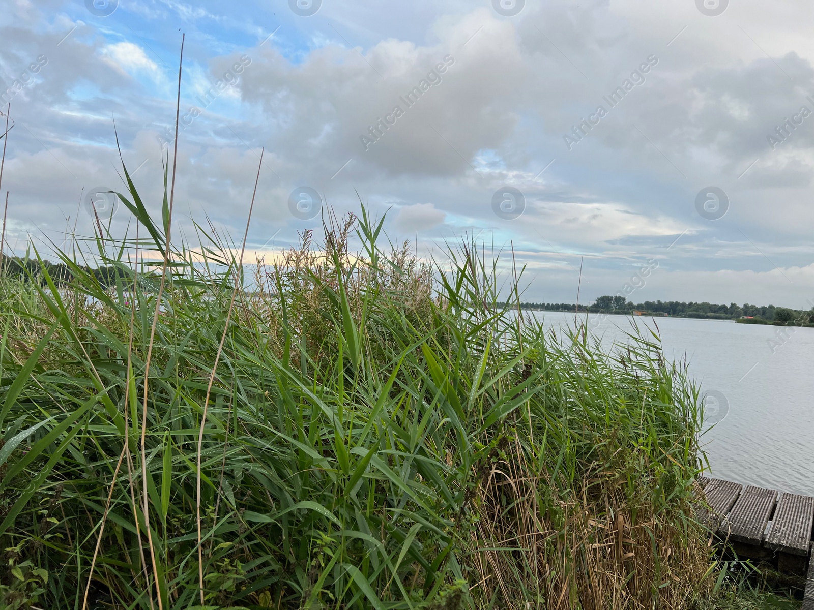 Photo of Picturesque view of river reeds and cloudy sky