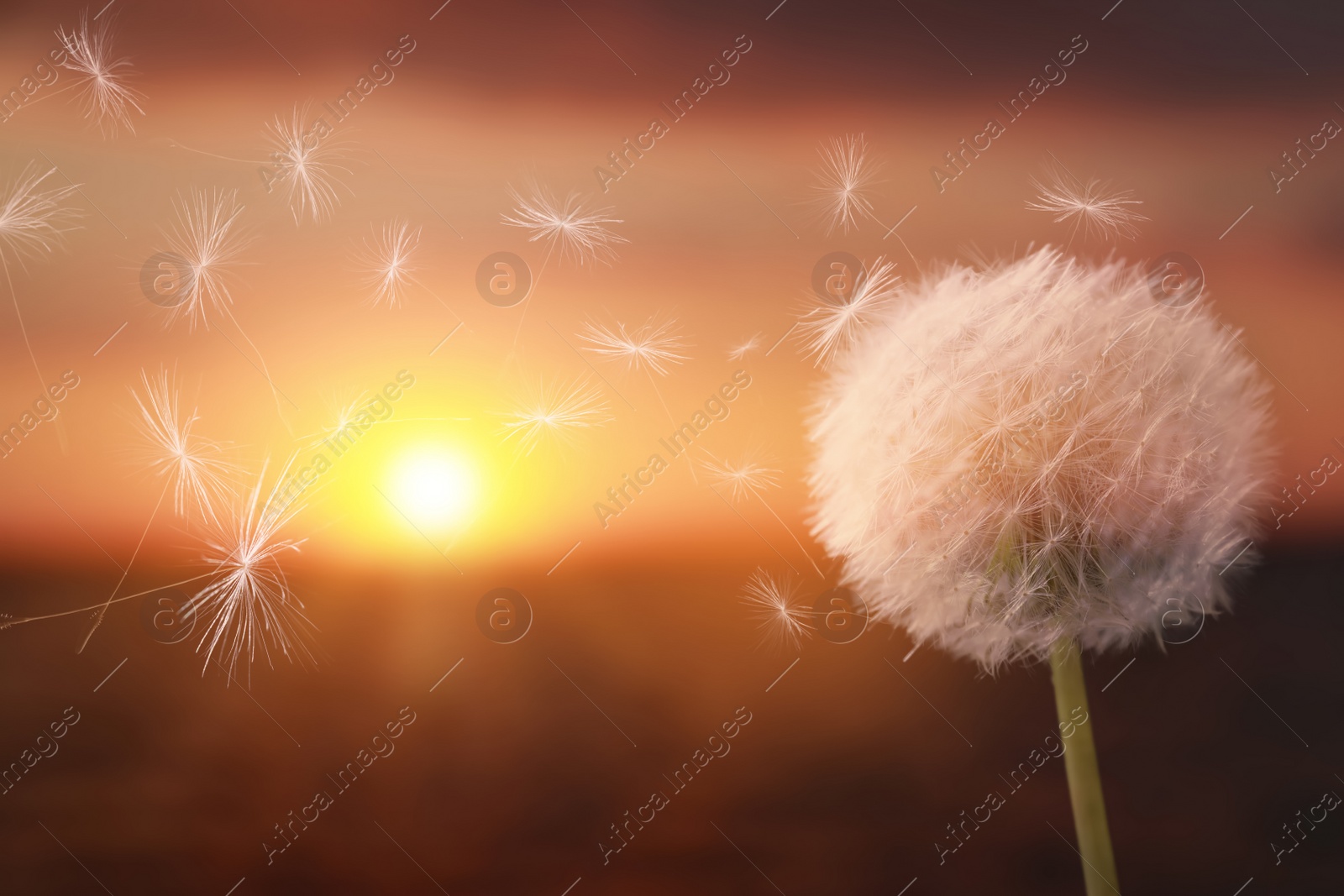 Image of Beautiful fluffy dandelion blowball and flying seeds outdoors at sunset 