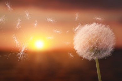 Image of Beautiful fluffy dandelion blowball and flying seeds outdoors at sunset 