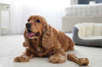 Photo of Cute English Cocker Spaniel with edible bone indoors. Pet friendly hotel