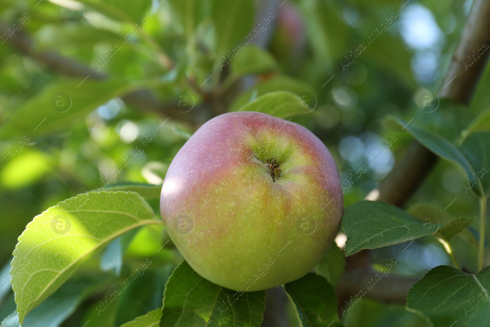 Photo of Fresh and ripe apple on tree branch, closeup