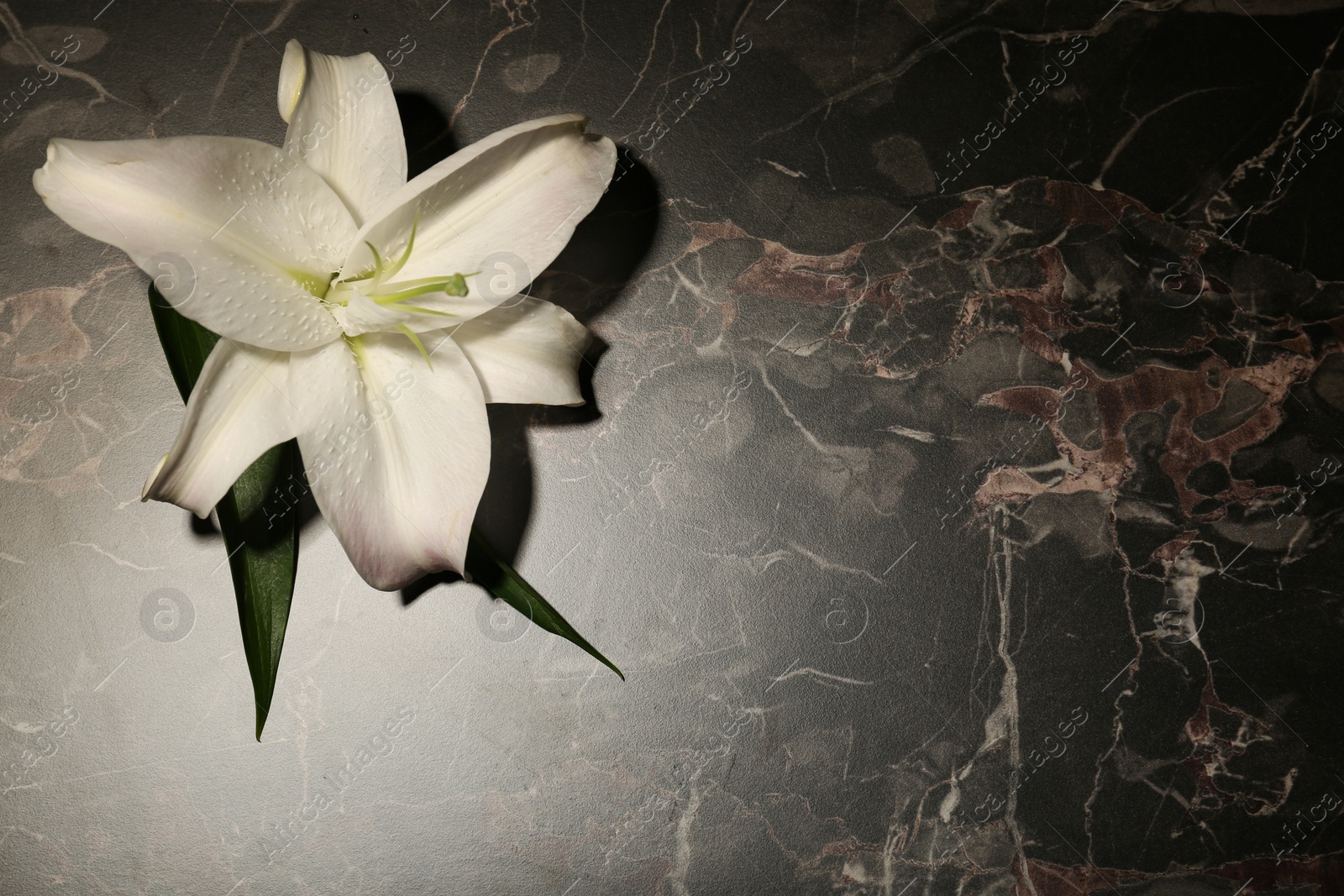 Photo of Beautiful lily and space for text on dark marble background. Funeral flower