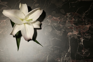 Beautiful lily and space for text on dark marble background. Funeral flower