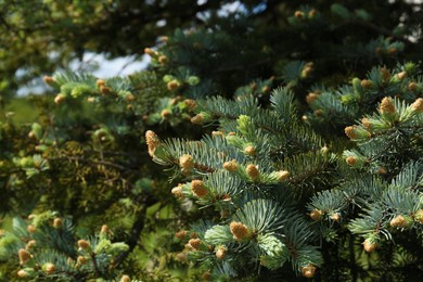 Photo of Beautiful coniferous tree branches with cones outdoors on sunny day, closeup