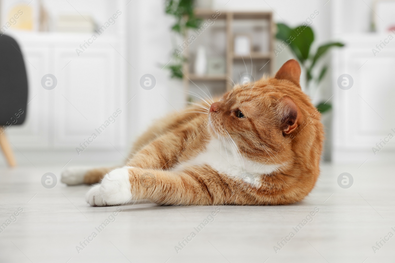 Photo of Cute ginger cat lying on floor at home