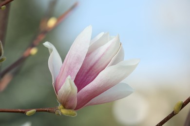 Photo of Beautiful Magnolia flower on tree branch outdoors, closeup