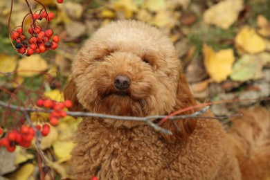 Photo of Cute fluffy dog in autumn park, closeup view